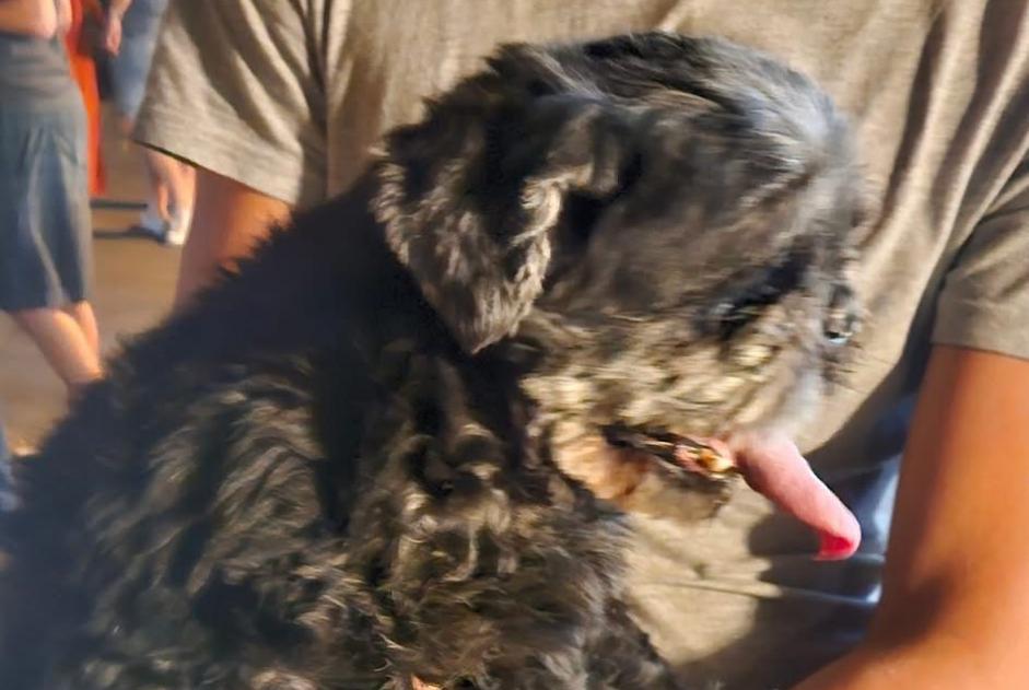 Vermisstmeldung Hund  Männliche , 11 jahre Beaulieu Frankreich