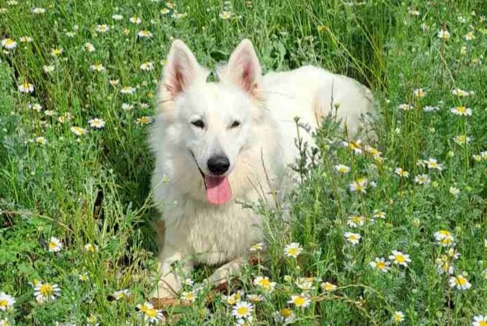 Alerta de Desaparición Perro Hembra , 7 años Pérols Francia Alerta de Desaparición Perro Hembra , 7 años Pérols Francia