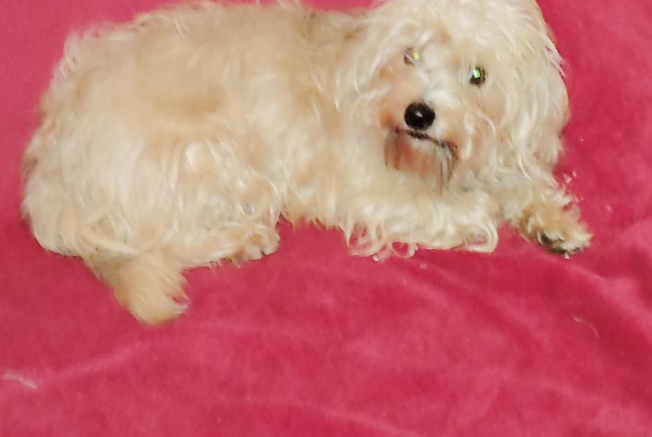 Alerte Disparition Chien croisement  Femelle , 3 ans Saint-Saturnin-de-Lucian France